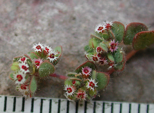 Euphorbia setiloba